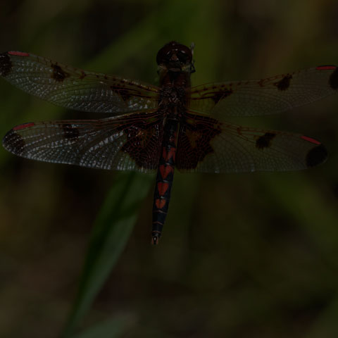 Calico Pennant