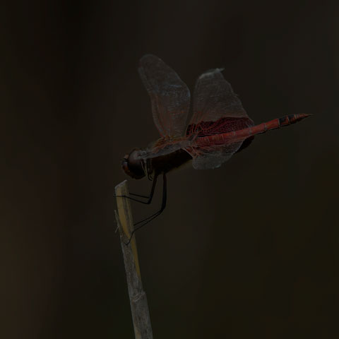 Carolina Saddlebags