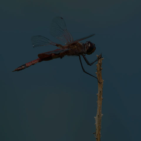 Carolina Saddlebags