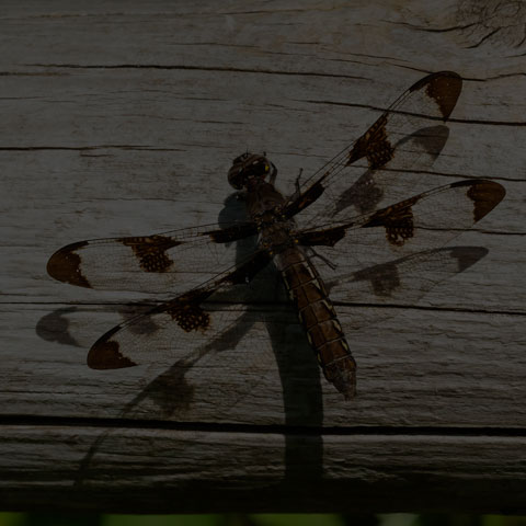 Common Whiteface Corporal