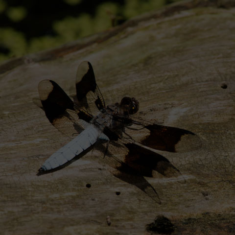 Common Whiteface Corporal