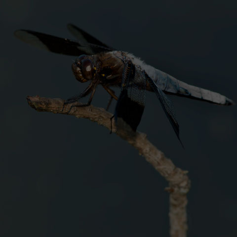 Common Whiteface Corporal