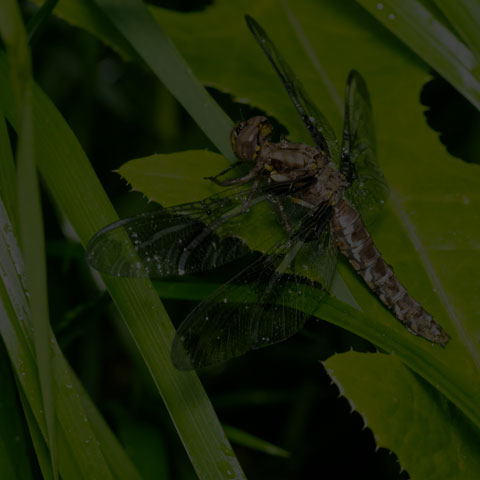 Common Whiteface Corporal