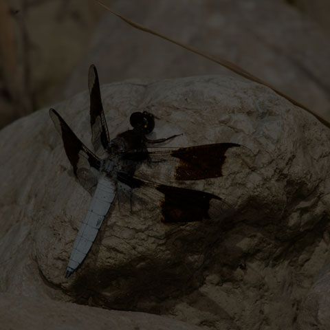 Common Whiteface Corporal