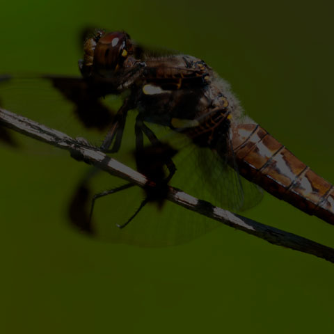 Common Whiteface Corporal