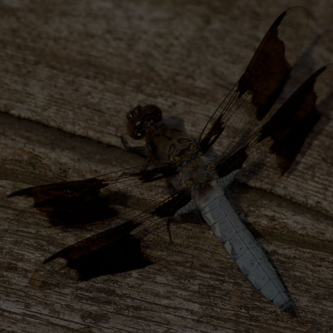 Common Whiteface Corporal