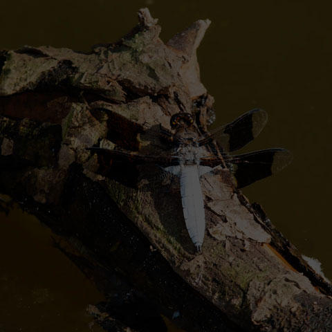 Common Whiteface Corporal