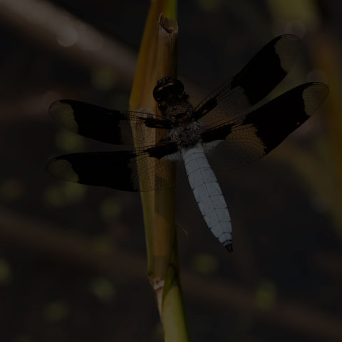 Common Whiteface Corporal