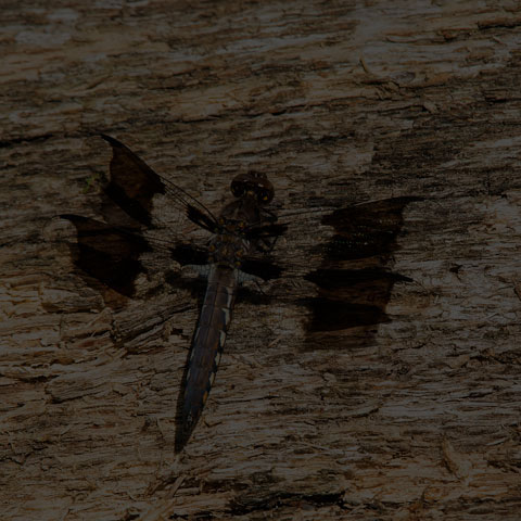 Common Whiteface Corporal