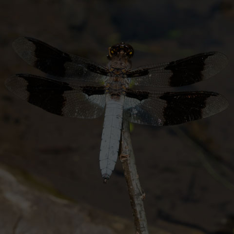 Common Whiteface Corporal