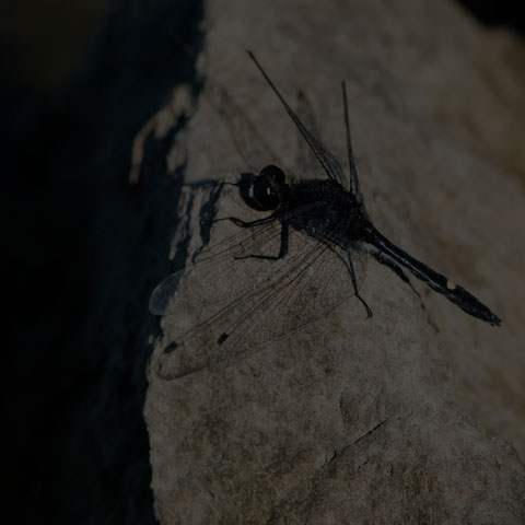 Dot-tailed Whiteface