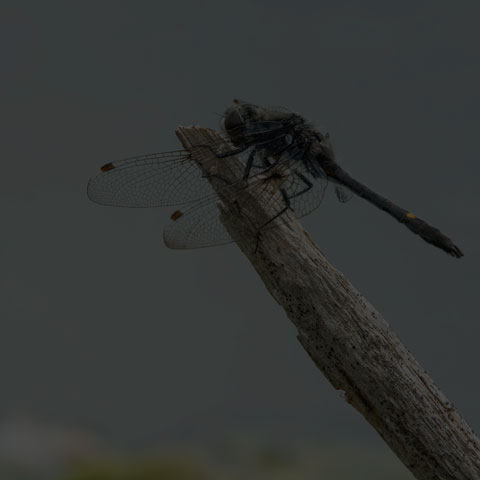 Dot-tailed Whiteface