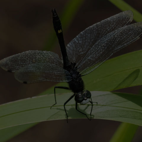 Dot-tailed Whiteface