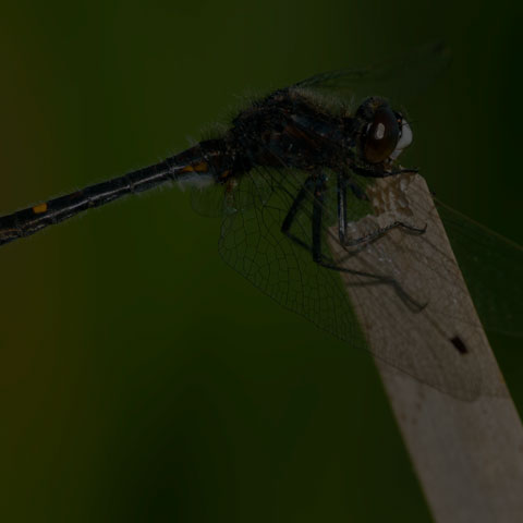 Dot-tailed Whiteface