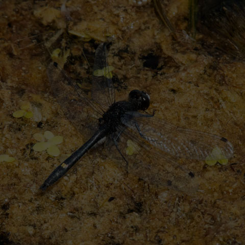 Dot-tailed Whiteface