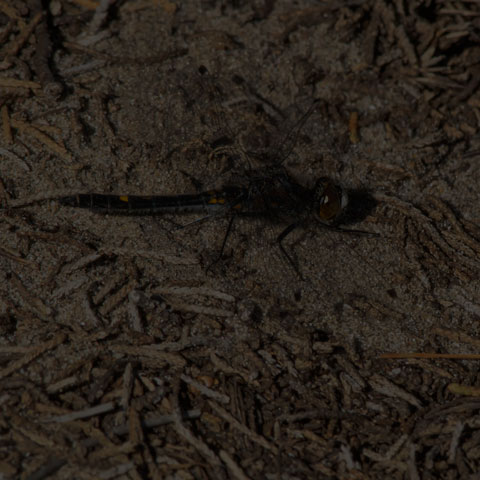 Dot-tailed Whiteface