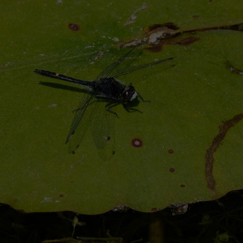 Dot-tailed Whiteface