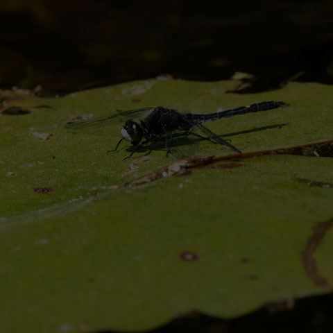 Dot-tailed Whiteface