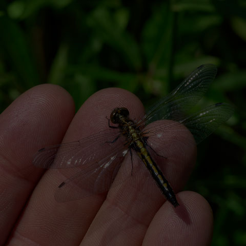 Dot-tailed Whiteface