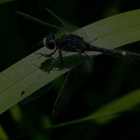 Dot-tailed Whiteface