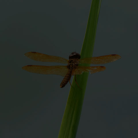 Eastern Amberwing