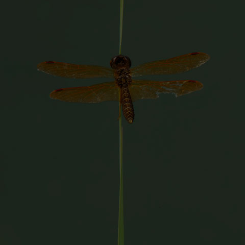 Eastern Amberwing