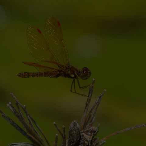 Eastern Amberwing