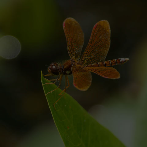 Eastern Amberwing