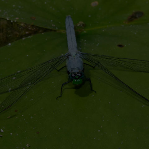 Eastern Pondhawk