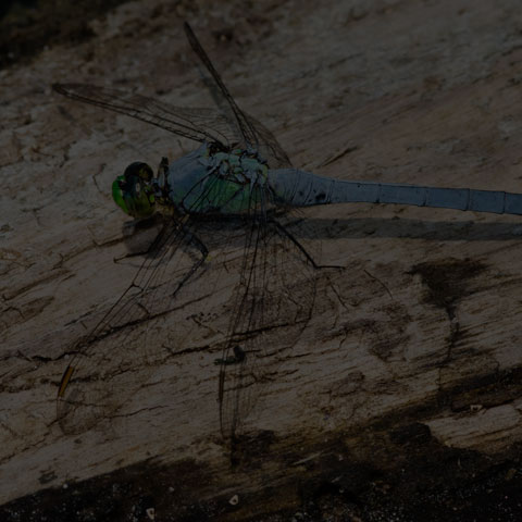 Eastern Pondhawk