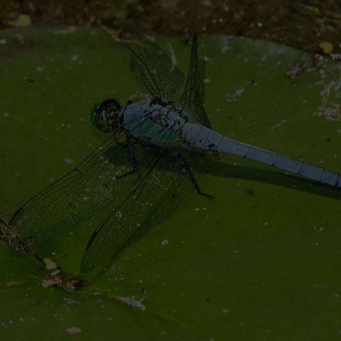 Eastern Pondhawk
