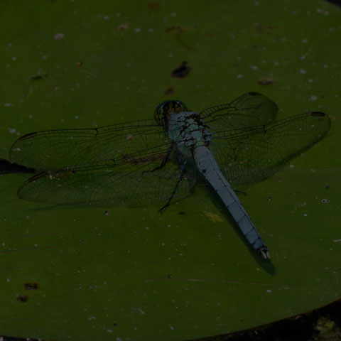Eastern Pondhawk