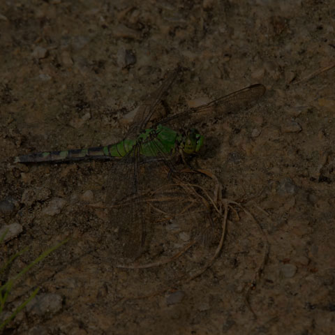 Eastern Pondhawk