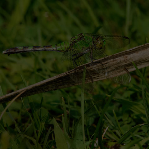 Eastern Pondhawk