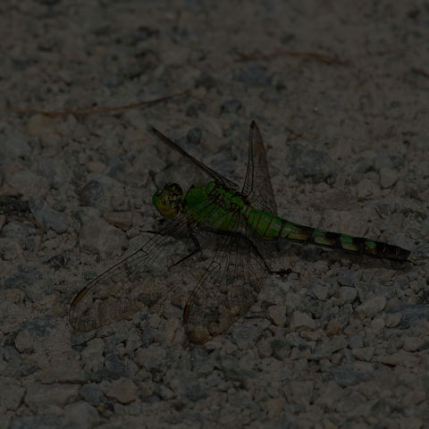 Eastern Pondhawk