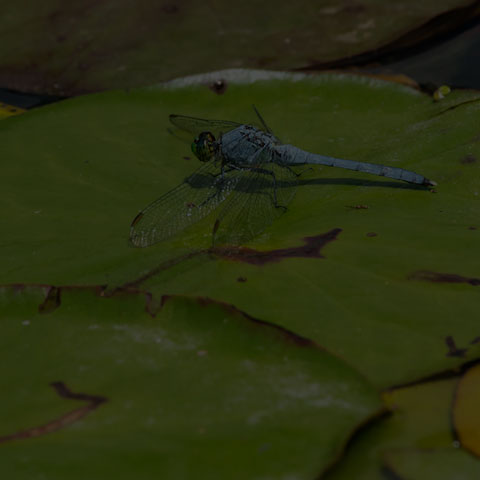 Eastern Pondhawk