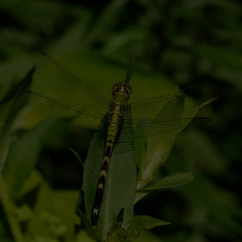 Eastern Pondhawk