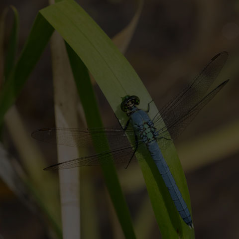 Eastern Pondhawk