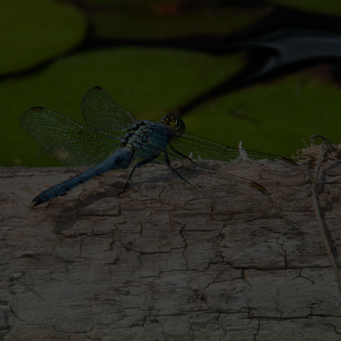 Eastern Pondhawk
