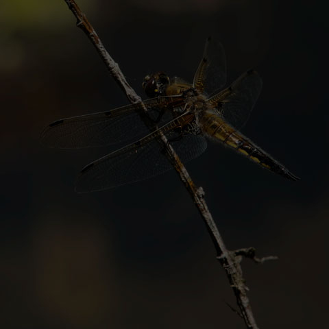 Four-spotted Skimmer