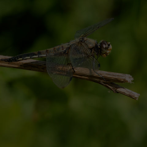 Four-spotted Skimmer