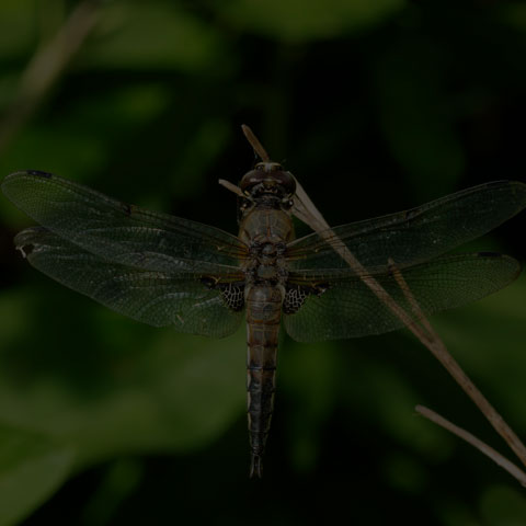 Four-spotted Skimmer