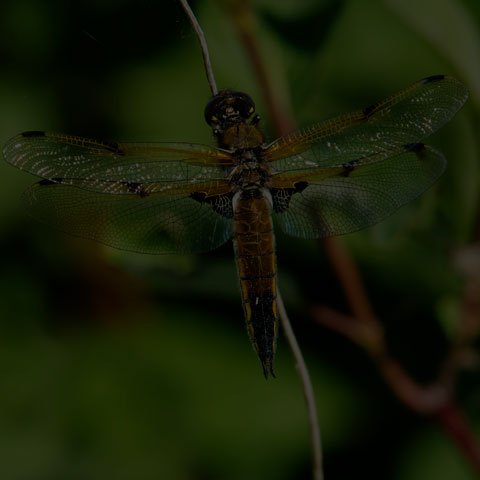 Four-spotted Skimmer