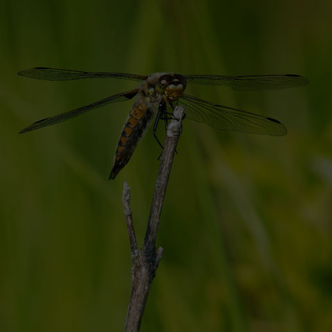 Four-spotted Skimmer