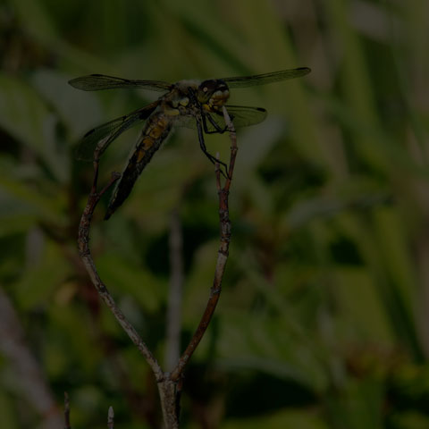 Four-spotted Skimmer