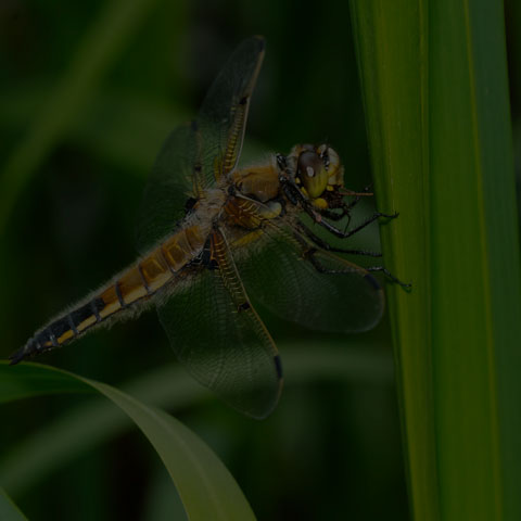 Four-spotted Skimmer