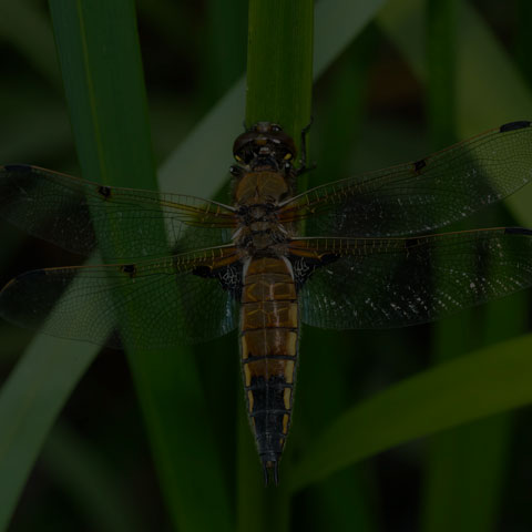 Four-spotted Skimmer