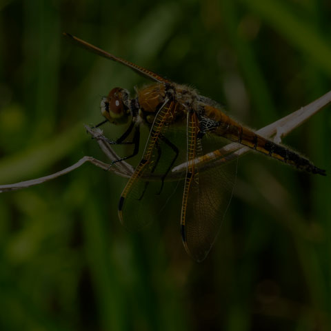 Four-spotted Skimmer