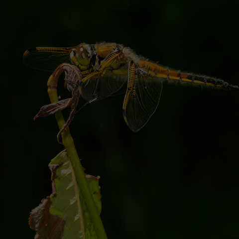 Four-spotted Skimmer