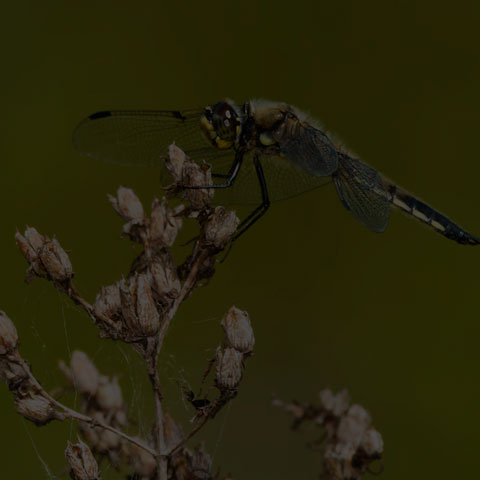 Four-spotted Skimmer